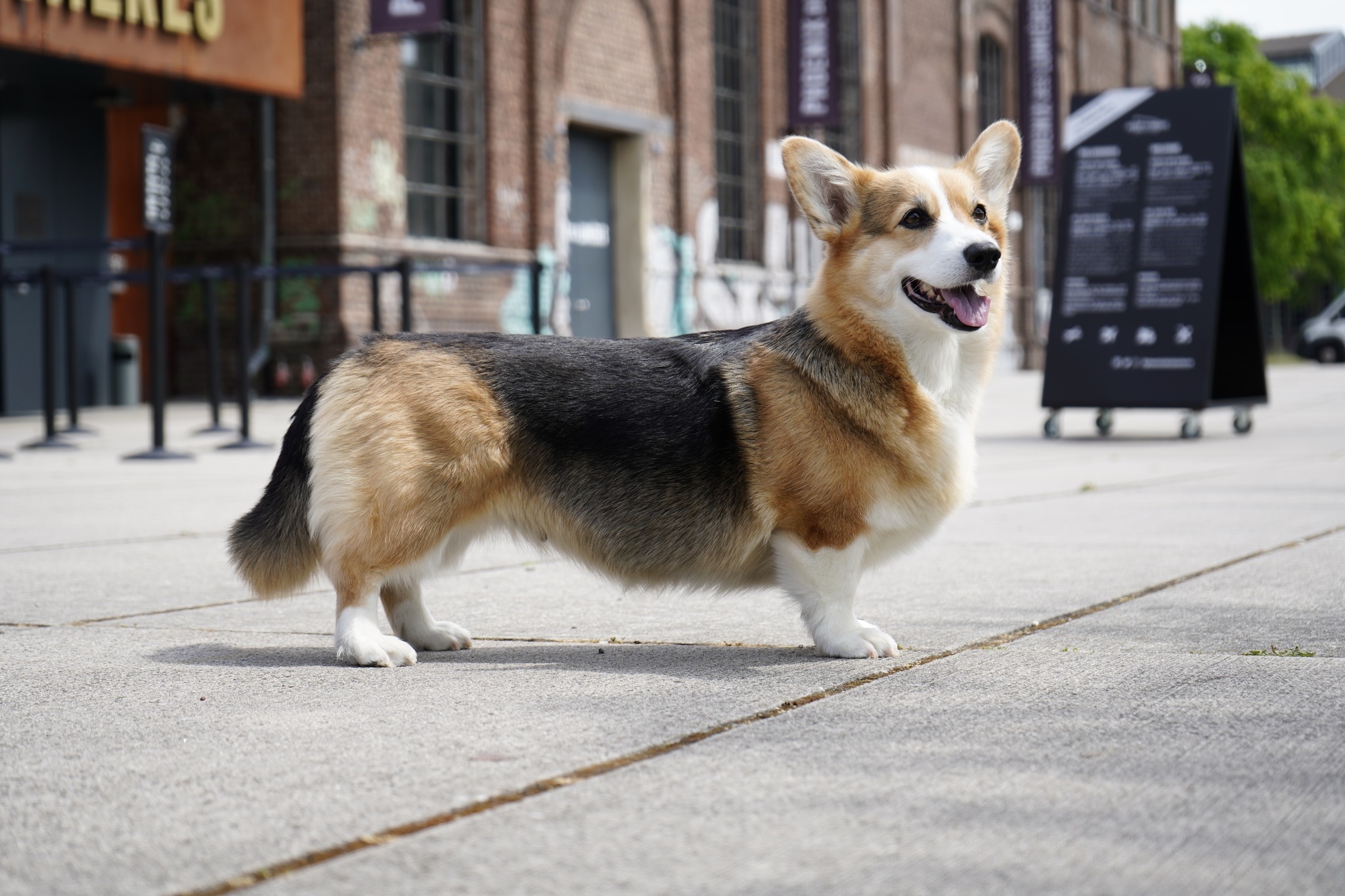 tri Corgi