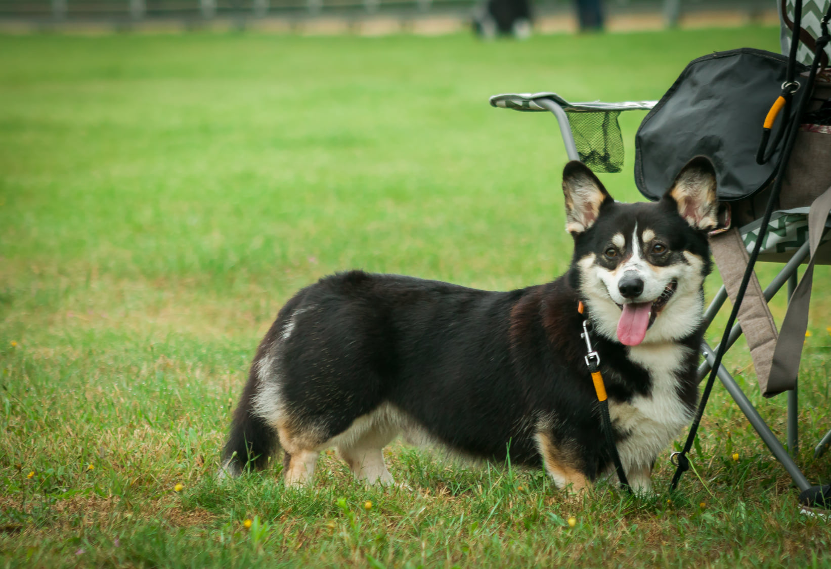 Red Corgi