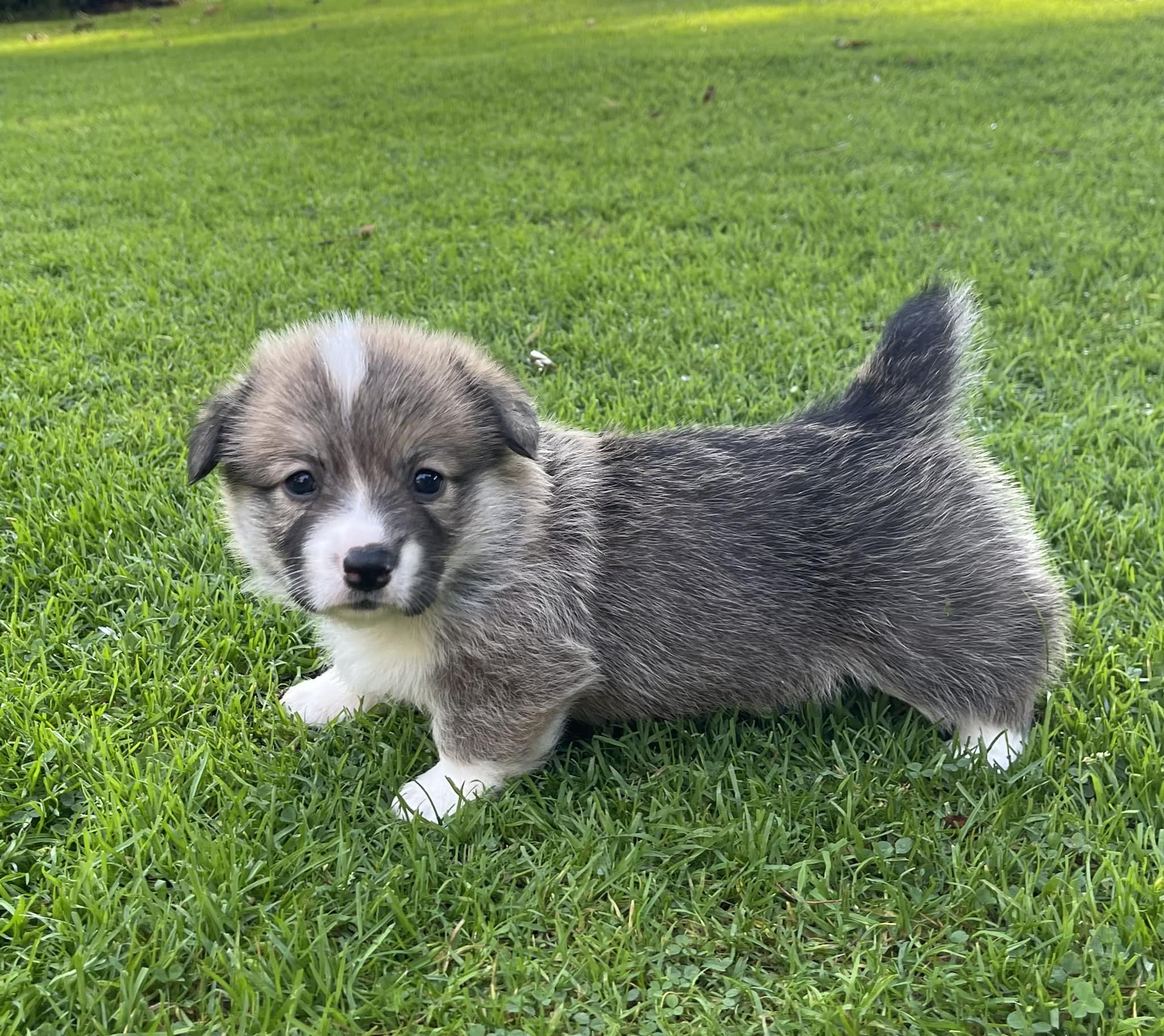 tri Corgi