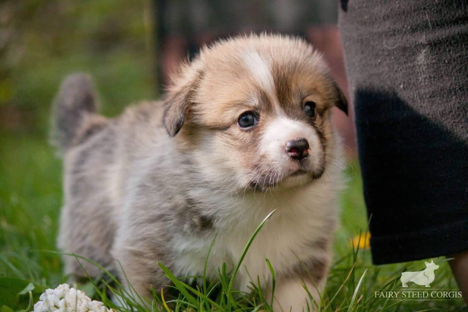 Red Corgi