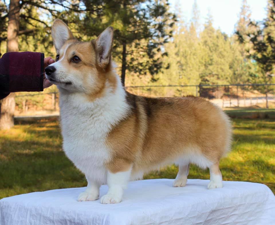 Red Corgi