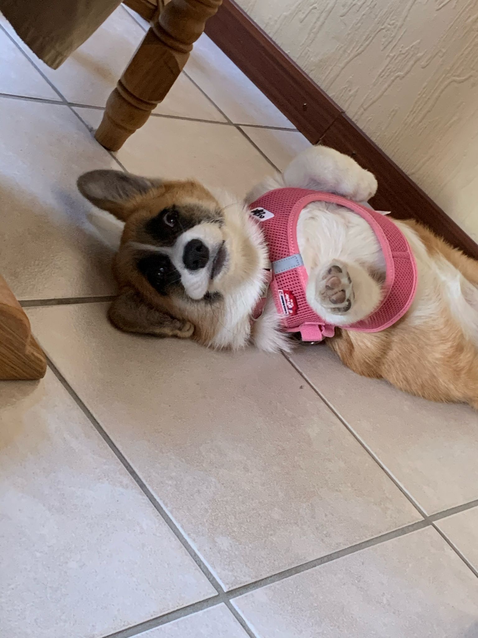 Masked Corgi