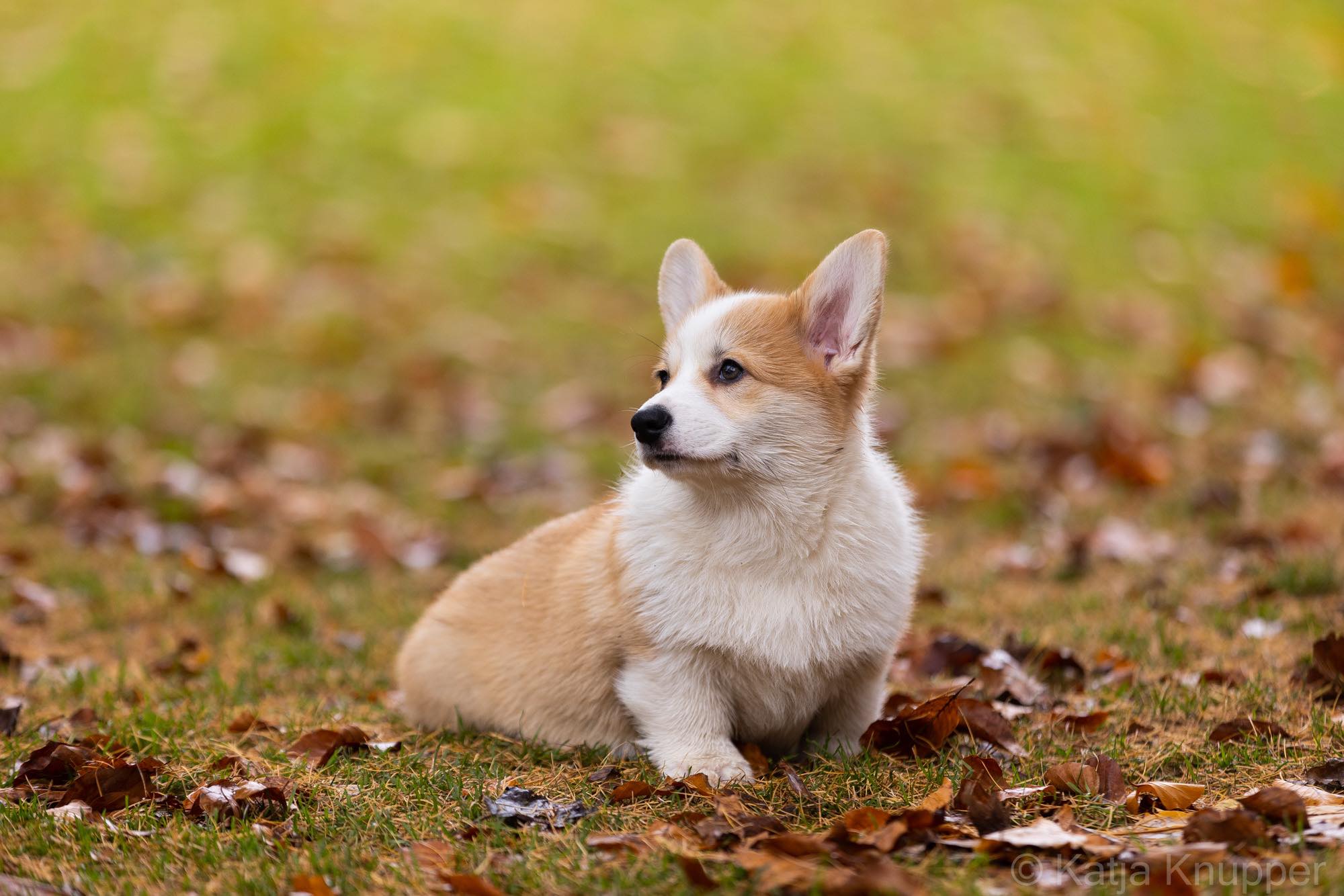 tri Corgi