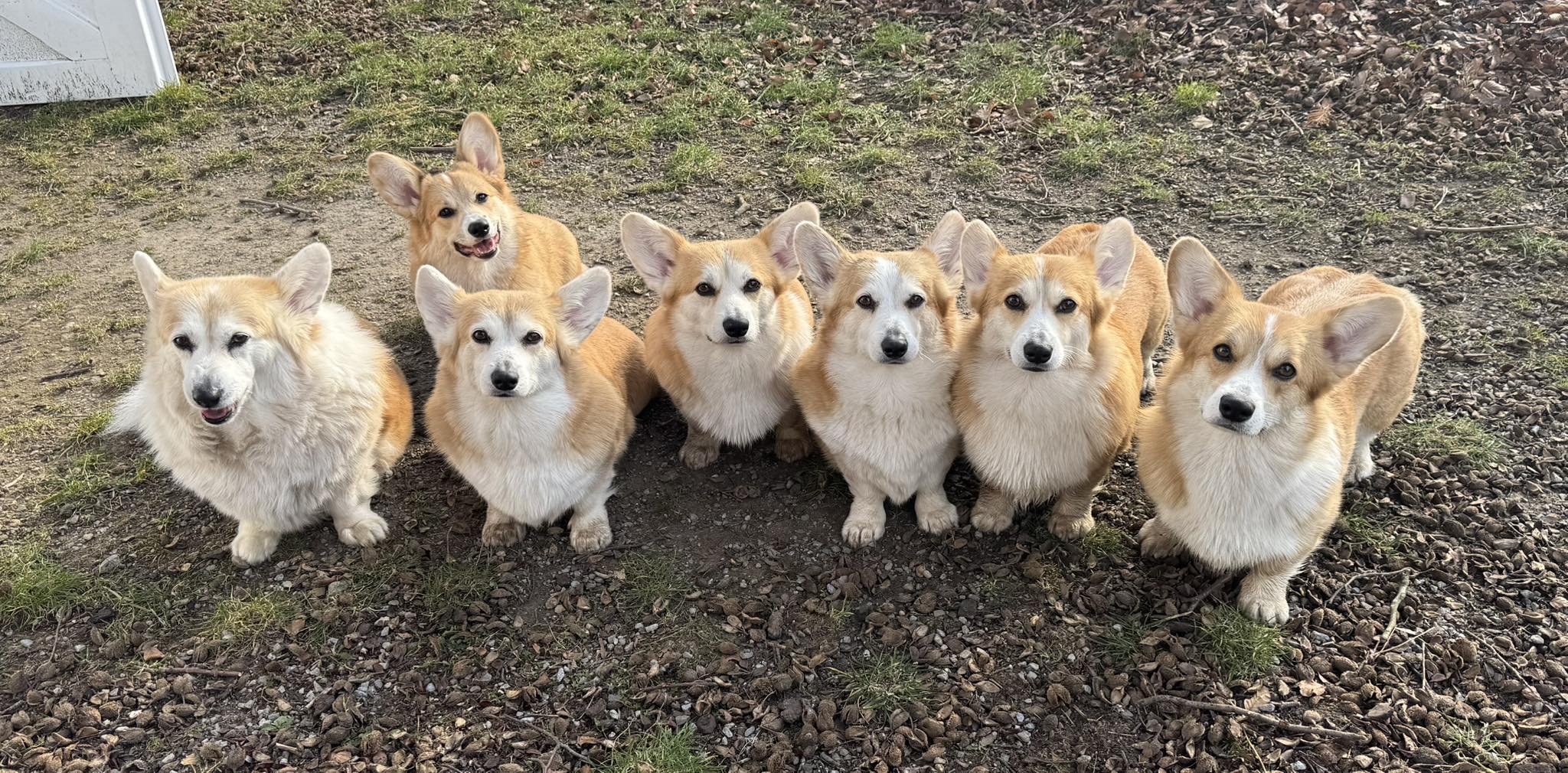 Red Corgi