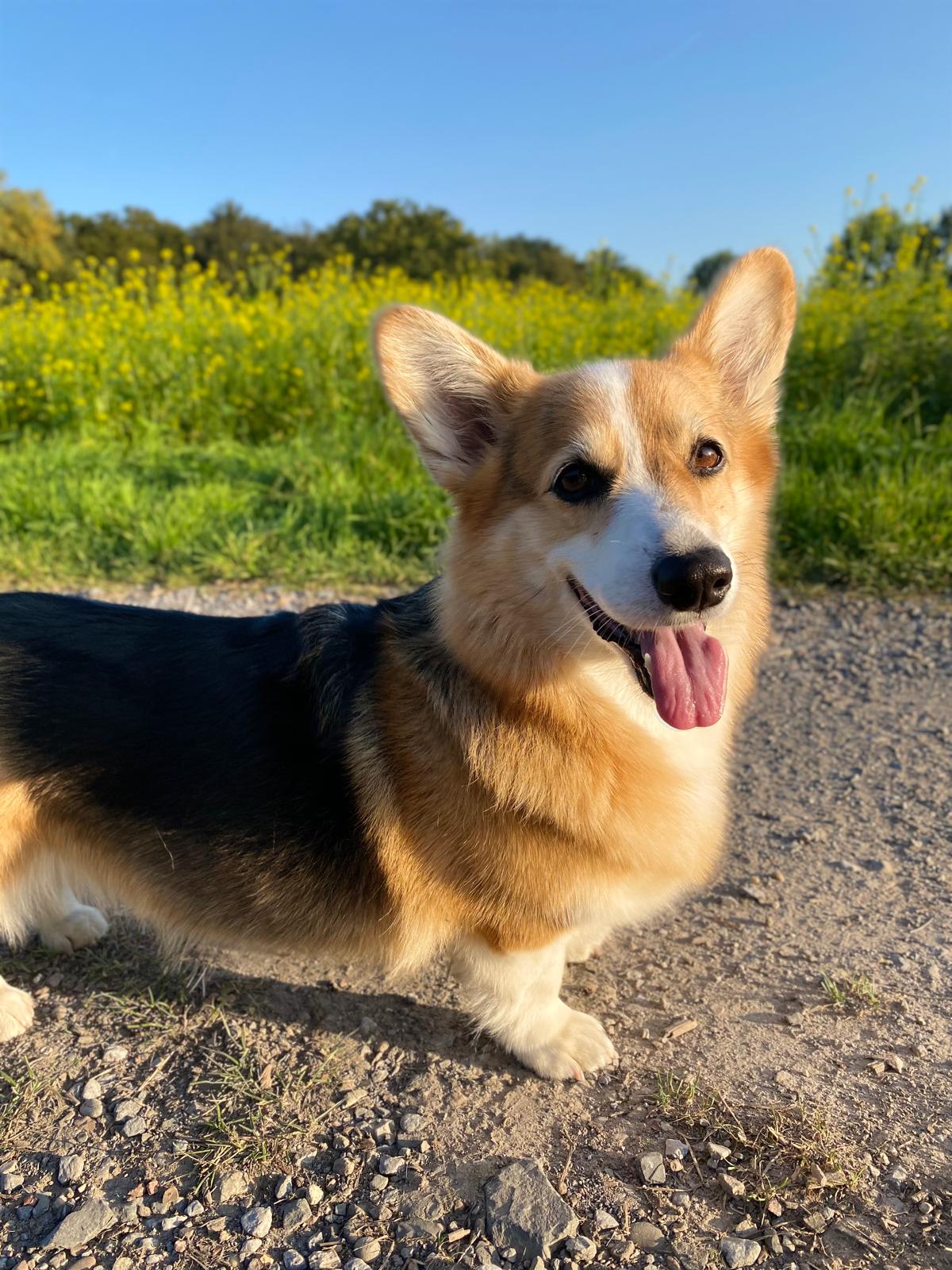 Red Corgi