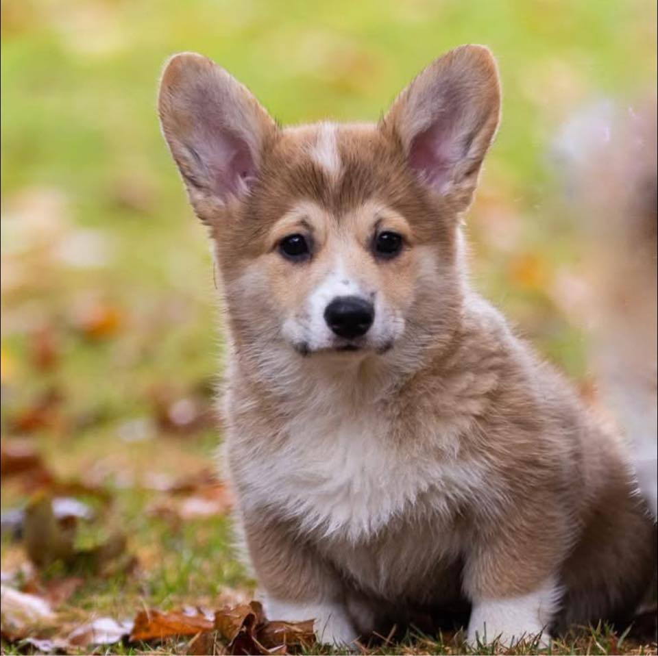 tri Corgi